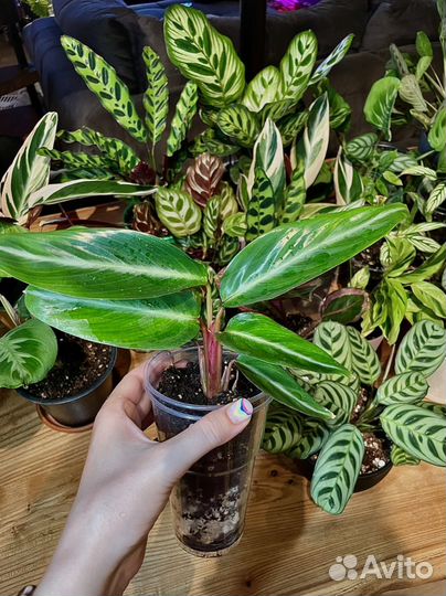 Маранта, ктенанта, строманта, калатея