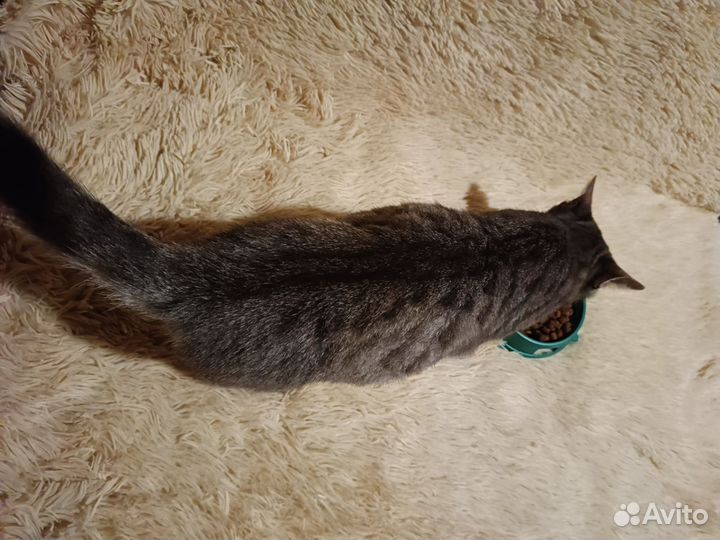 Отдам котёнка в добрые руки