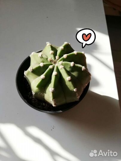 Цветущий кактус