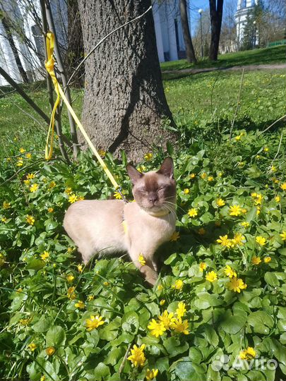 Котик в добрые руки