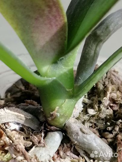 Орхидея фаленопсис