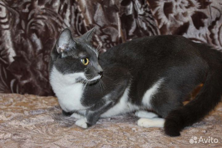 Самая нежная кошечка в мире