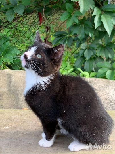 Кошка в дар