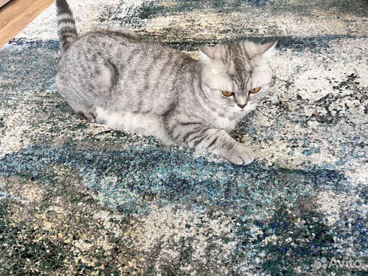 Шотландская кошка