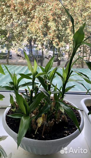 Счастливый бамбук (драцена Сандера, Lucky bamboo)