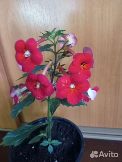 Ахименесы,комнатные цветы,растения