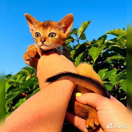 Абиссинские котята