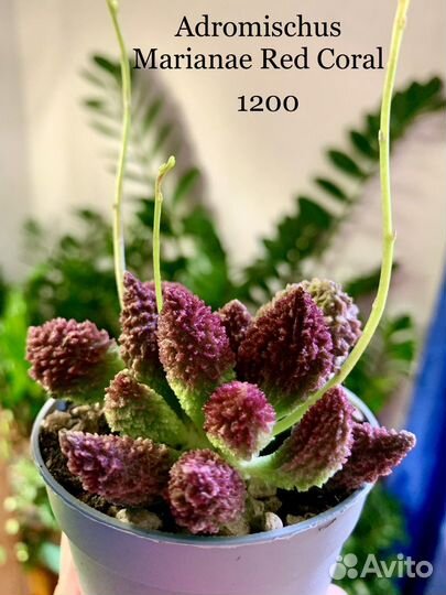 Агава, папуанум, крассула, санса, андромискус