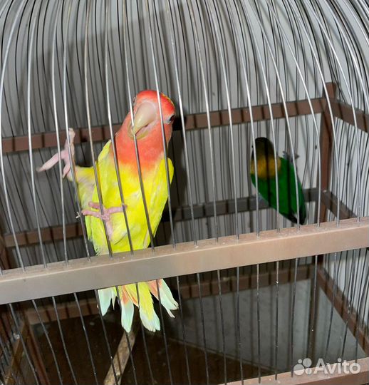 Попугаи неразлучники