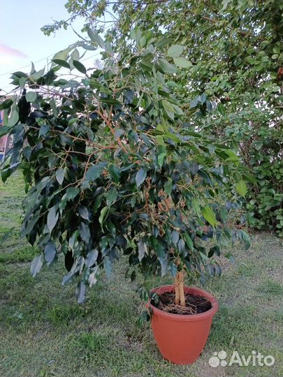 Фикус бенджамина