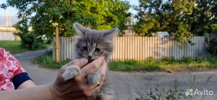 Домашние животные кошки