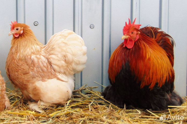 Яйцо Карликового кохинхина