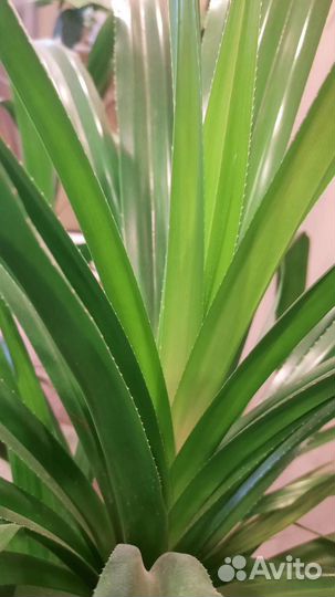 Пальма панданус