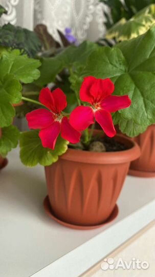Пеларгония герань