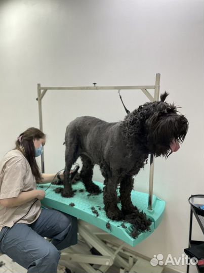 Груминг крупных пород собак экспресс-линька