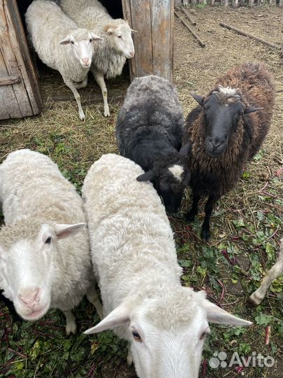 Овцы бараны