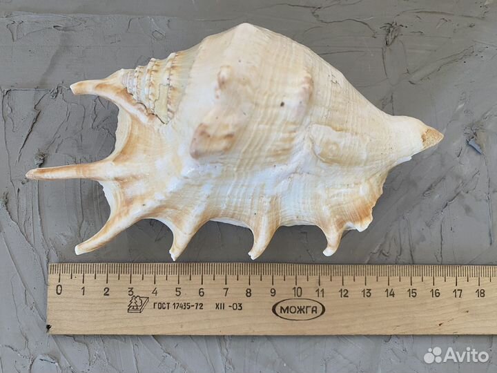 Морские ракушки раковины