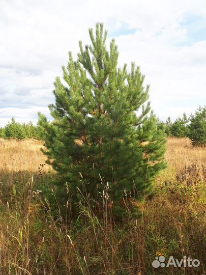 Сосна оптом