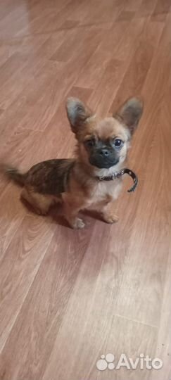 Собака в добрые руки отдам бесплатно