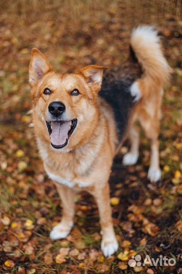 Модус-невероятно добрый пёс