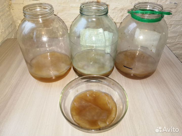 Чайный гриб комбуча