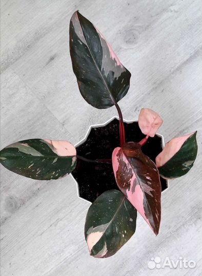 Филодендроны 2