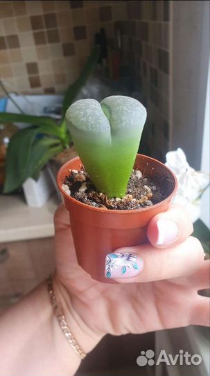 Литопсы живые камни