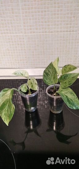 Сциндапсусы эпипремнумы