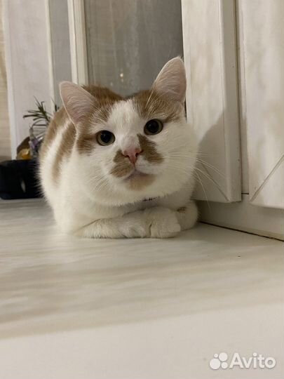 Котик Армани В добрые руки