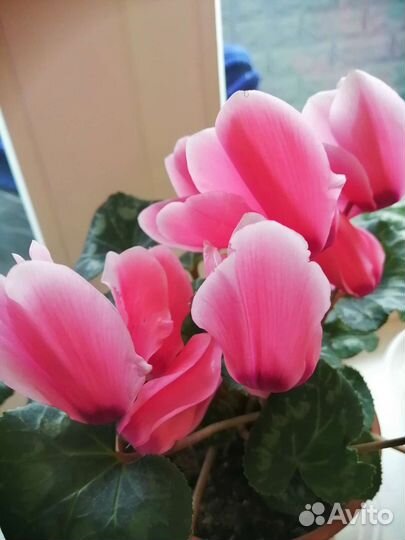 Семена цикламена