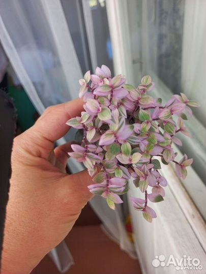 Кализия розовая пантера