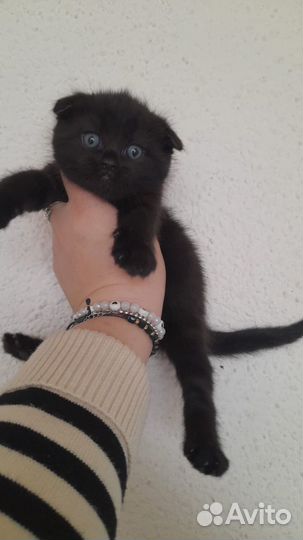 Котята в добрые руки. девочка