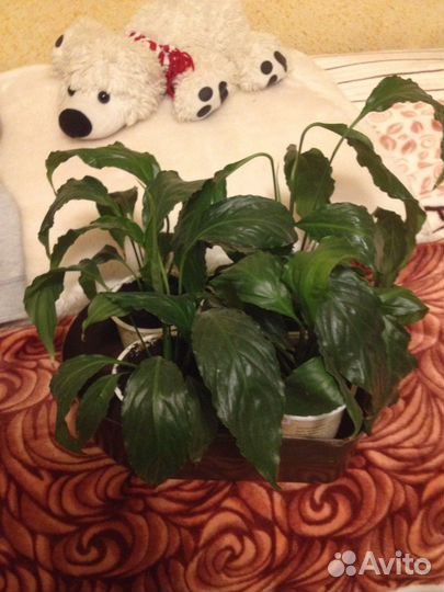 Спатифиллум