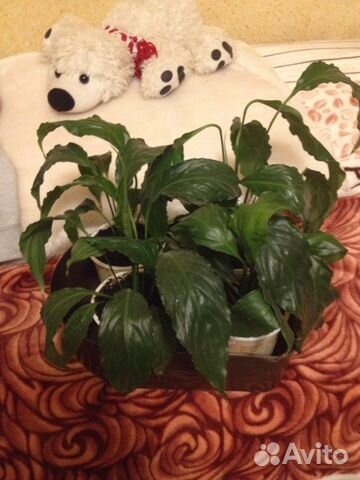 Спатифиллум