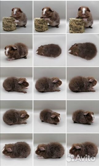 Ми-ми-мишки - морские свинки