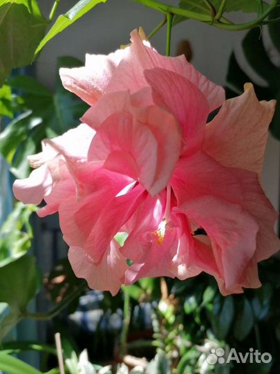 Гибискусы махровые