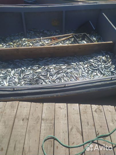 Рыба,Мидии,Устрицы