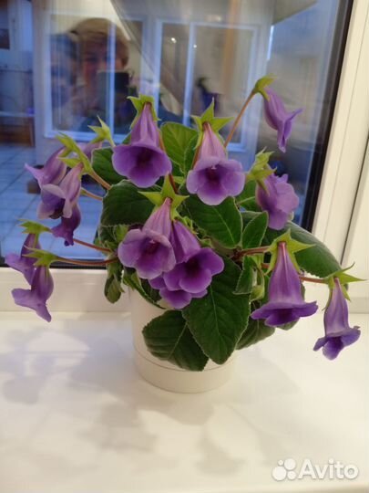 Глоксиния и тидея