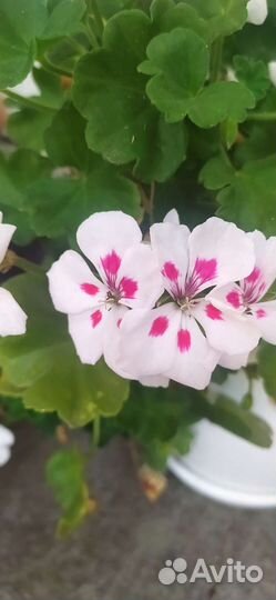 Пеларгония герань