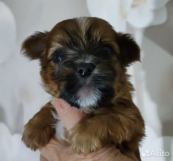 Йоркширский терьер