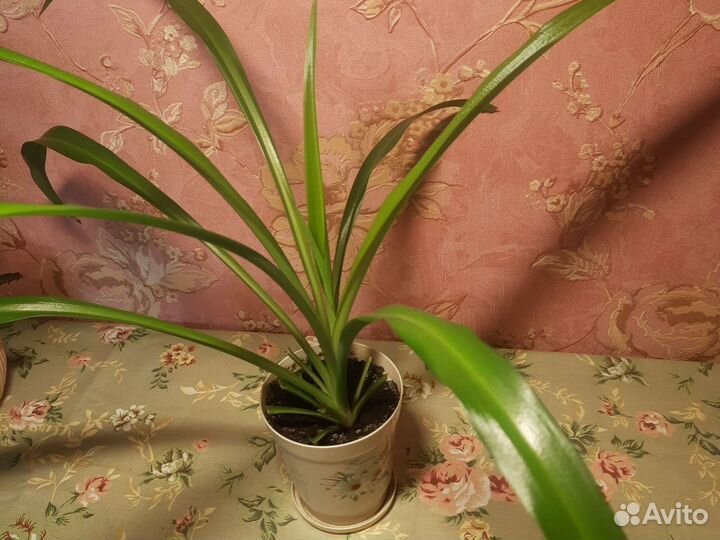 Комнатные цветы