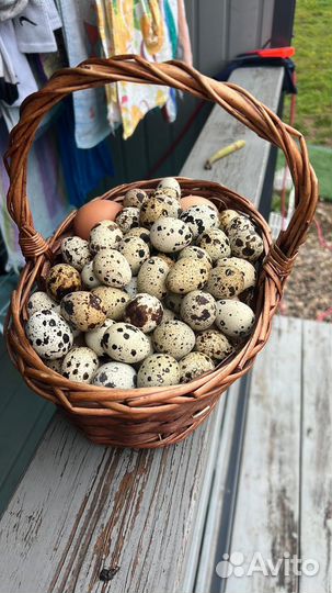 Перепелинное яйцо