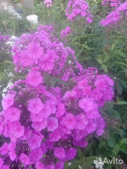 Флоксы многолетние(разные цвета), лилейник