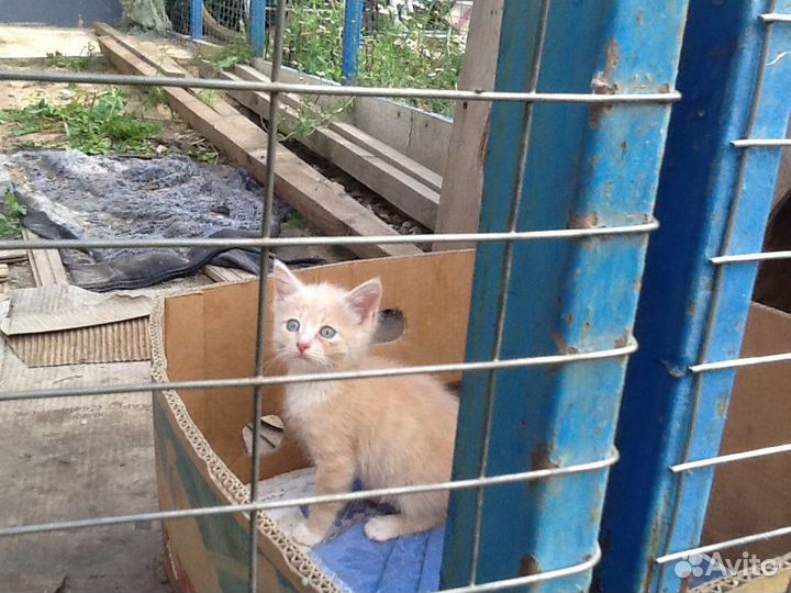 Котята в добрые руки.Разные возраста