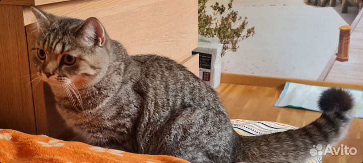 Шотландский котёнок (шоу класс)