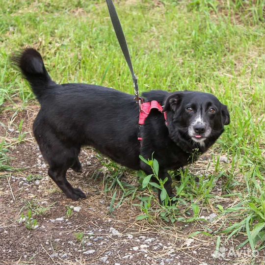 Стерилизованная собачка Черничка