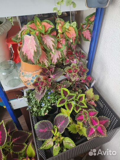Колеусы черенки и в горшочках