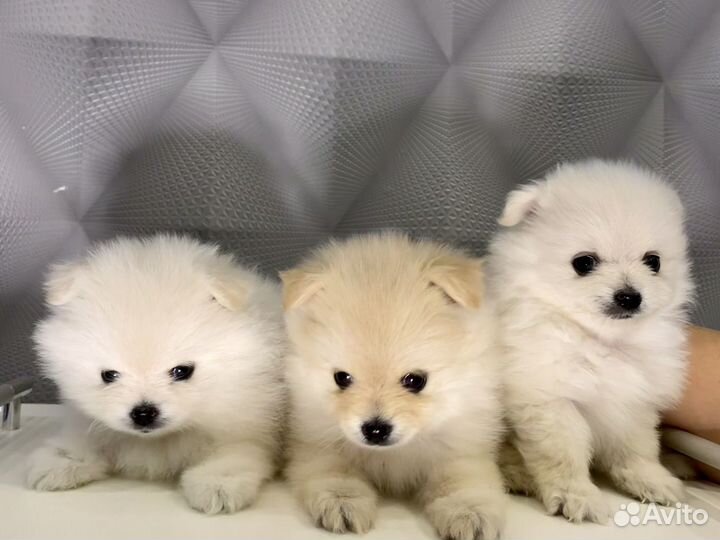 Щенки немецкого шпица