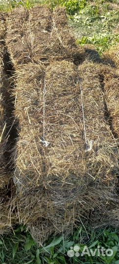 Сено в брикетах тюках 2023