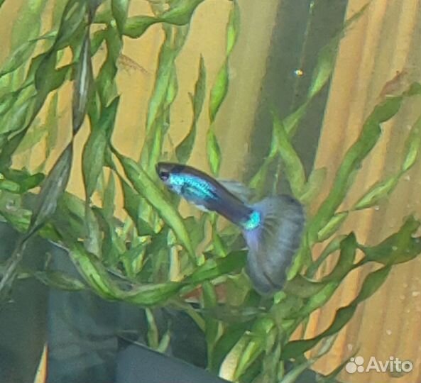 Рыбки гуппи